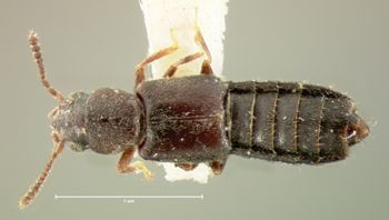 Media type: image; Entomology 6565   Aspect: habitus dorsal view